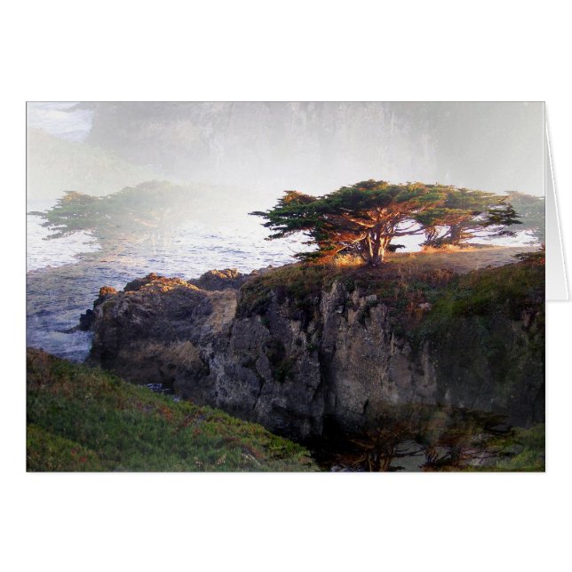 Junipers: Double Vision (Front Horizontal)