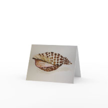 Junonia Shell - Blank Greeting Card