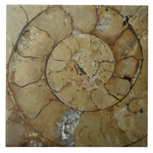 Jurassic coast ammonite large tile