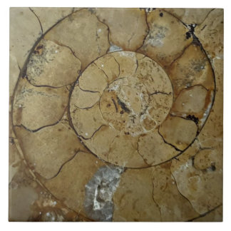 Jurassic coast ammonite large tile