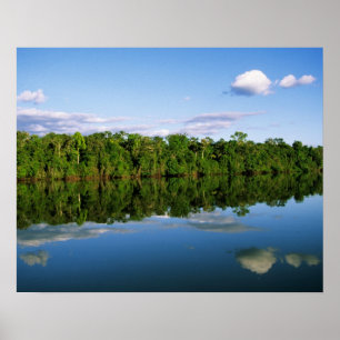 Juruena, Brazil. Forested river bank reflected Poster