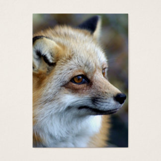 Just a cute little Fox
