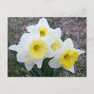 Just a Little Daffodil... Postcard