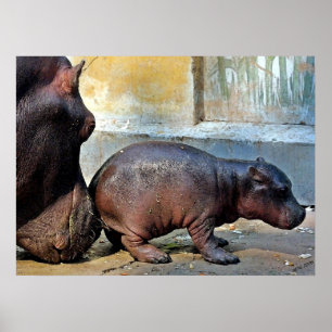 Just A Little Nudge Hippopotamus Portrait Poster