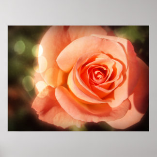 Just a rose poster