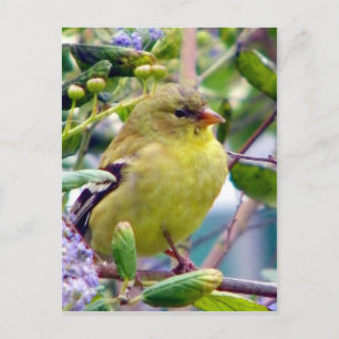 Just because_ postcard