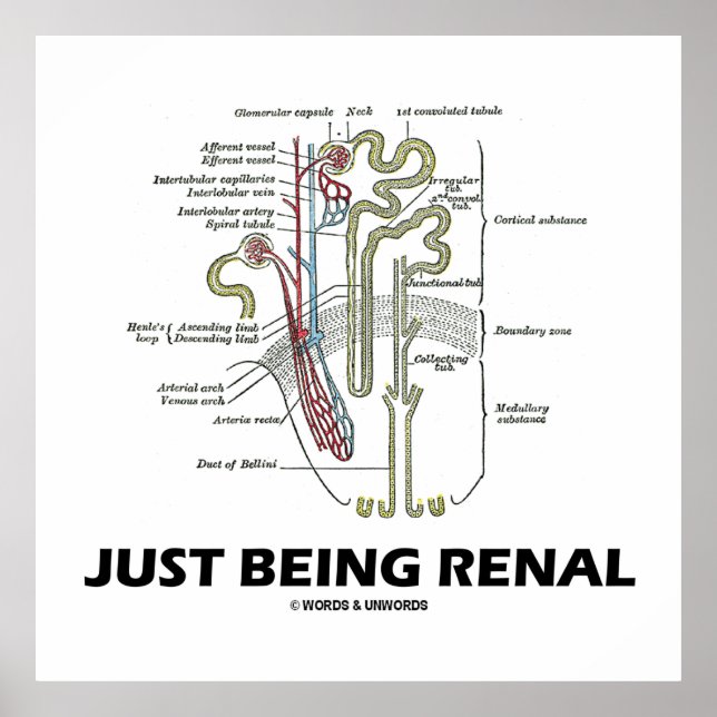 Just Being Renal (Kidney Nephron Renal Humour) Poster (Front)