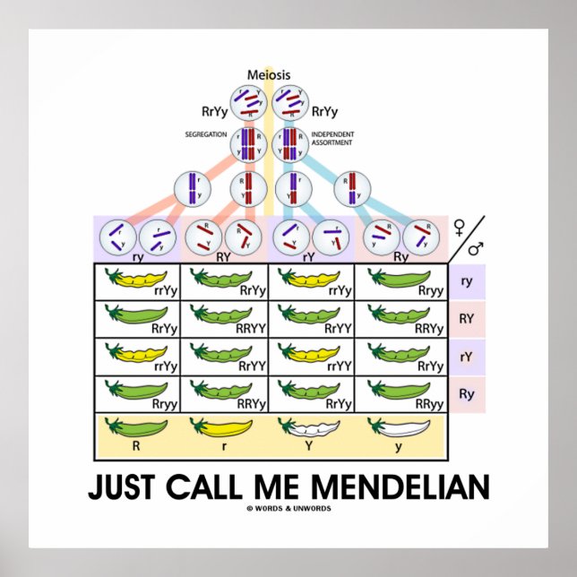 Just Call Me Mendelian (Punnett Square Genetics) Poster (Front)