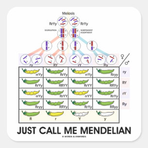 Just Call Me Mendelian (Punnett Square Genetics) Square Sticker