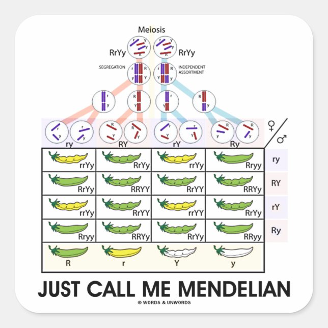 Just Call Me Mendelian (Punnett Square Genetics) Square Sticker (Front)