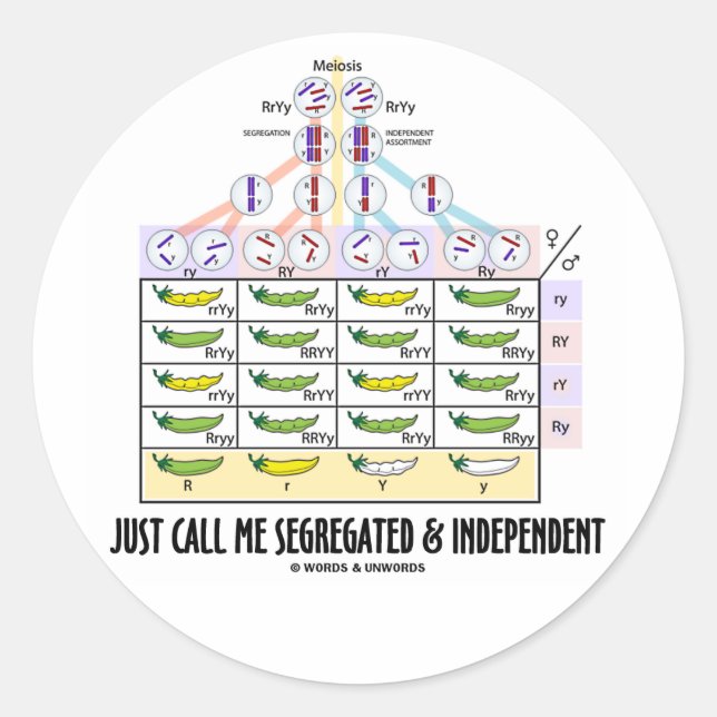 Just Call Me Segregated and Independant (Dihybrid) Classic Round Sticker (Front)