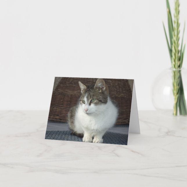 Just cats and kittens - blank card (Front)