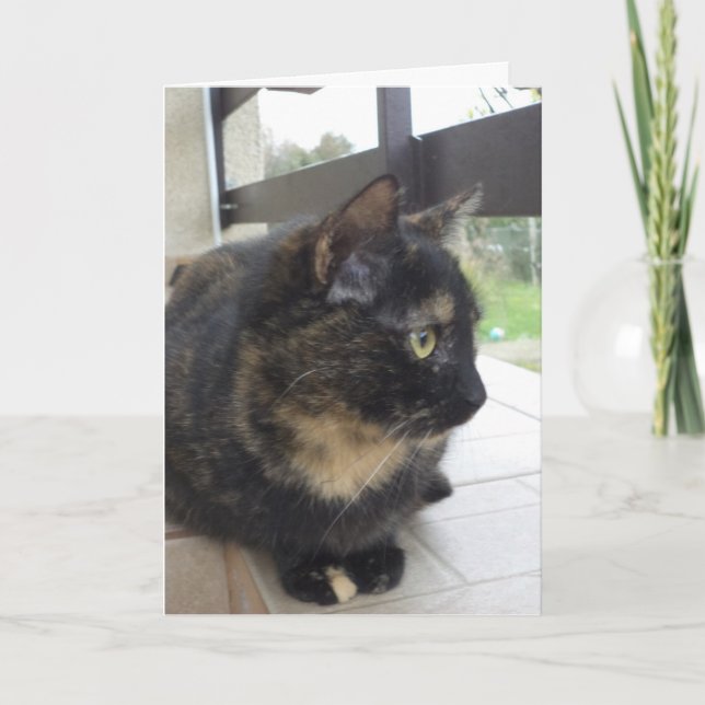 Just cats and kittens - blank card (Front)