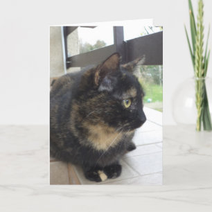 Just cats and kittens - blank card