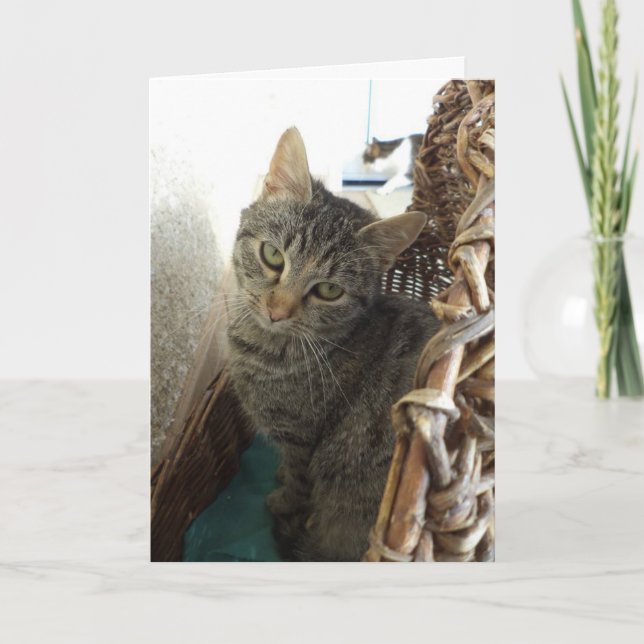 Just cats and kittens - blank card (Front)