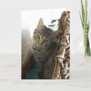 Just cats and kittens - blank card