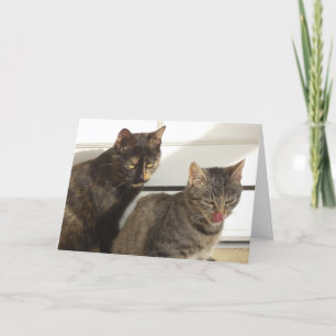 Just cats and kittens - blank card