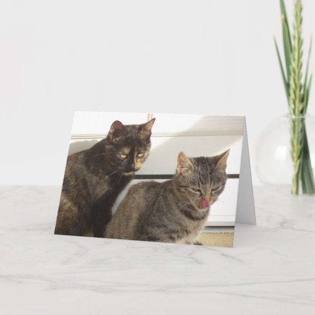 Just cats and kittens - blank card (Front)