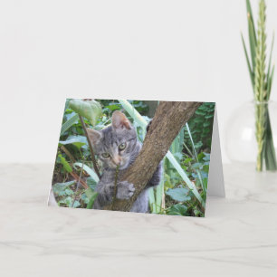 Just cats and kittens - blank card