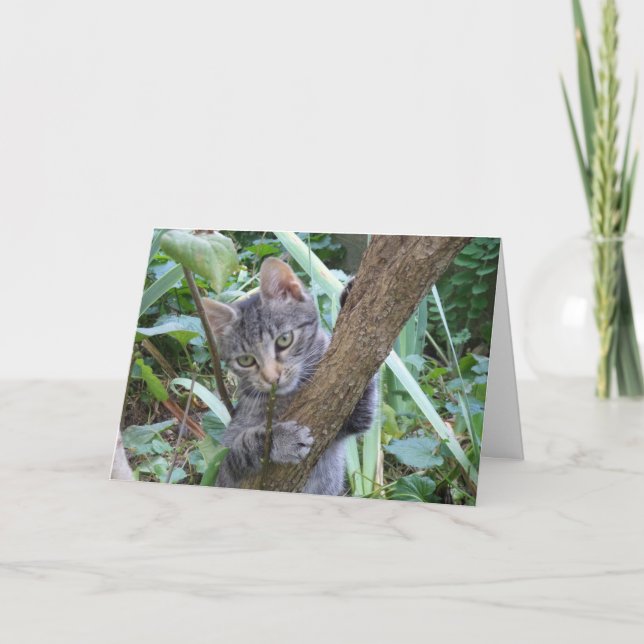 Just cats and kittens - blank card (Front)