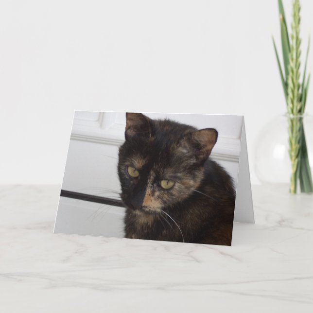 Just cats and kittens - blank card (Front)