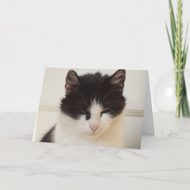 Just cats and kittens - blank card (Front)