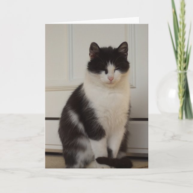 Just cats and kittens - blank card (Front)