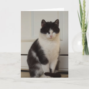 Just cats and kittens - blank card