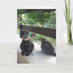 Just cats and kittens - blank card