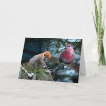 Just checking in on you! Pine Grosbeaks