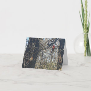 Just Chillin' - Cardinals Note Card