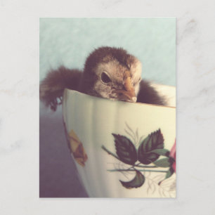 Just Chillin' Postcard