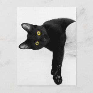 Just chillin' postcard