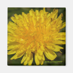 Just Dandy! Magnet