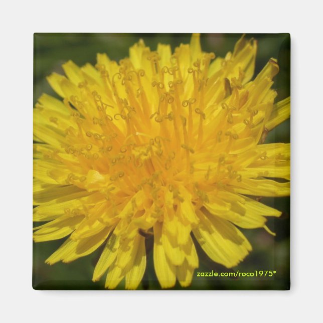 Just Dandy! Magnet (Front)