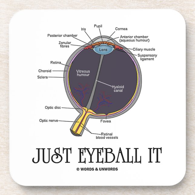 Just Eyeball It (Human Eye Anatomy) Coaster (Front)