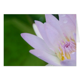 Just For You/Lotus in Photography