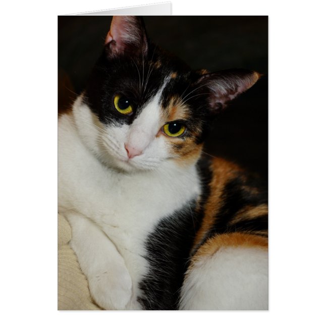 Just Hanging Around (Front)