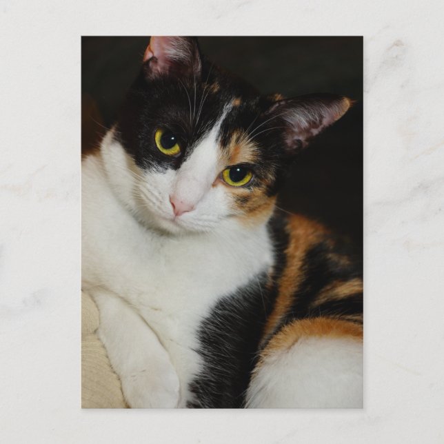 Just Hanging Around Postcard (Front)