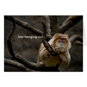 Just hanging out...
