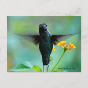 Just Hummin' By to say Hi! Postcard