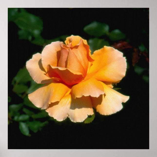 Just Joey hybrid tea rose Poster (Front)