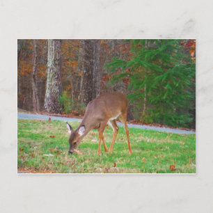 Just  Lost Spots, Baby Deer Postcard