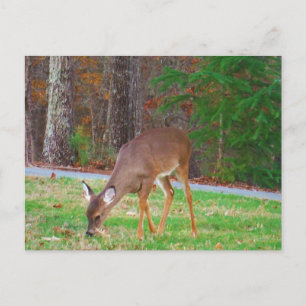 Just  Lost Spots, Baby Deer Postcard