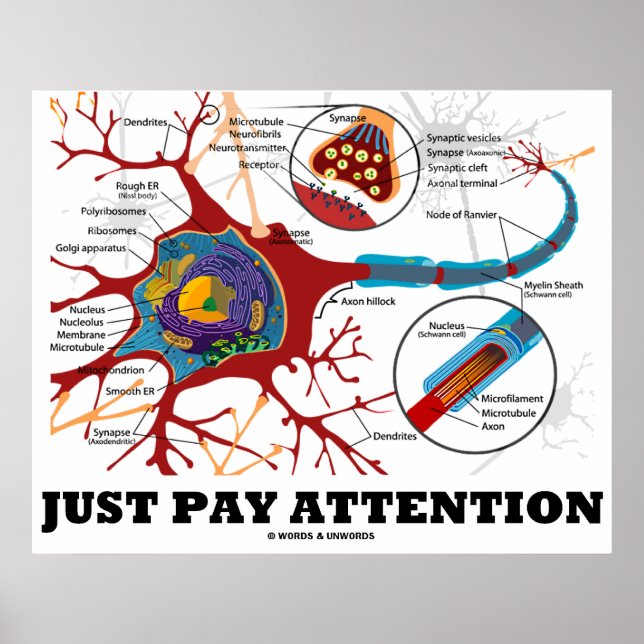 Just Pay Attention (Neuron / Synapse Anatomical) Poster (Front)