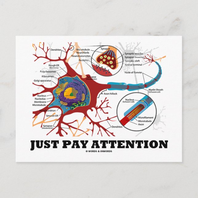 Just Pay Attention (Neuron / Synapse) Postcard (Front)