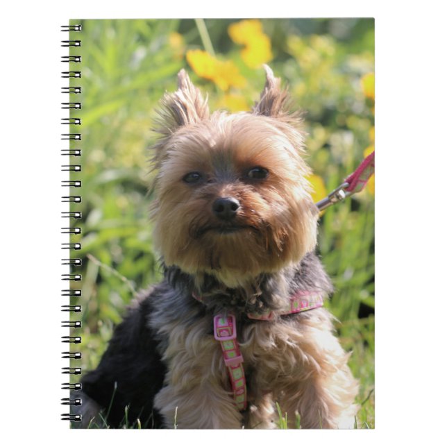 Just plain darling notebook (Front)