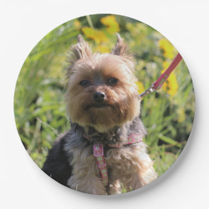 Just plain darling paper plate