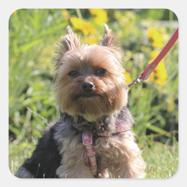 Just plain darling    square sticker (Front)