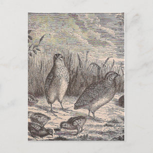 Just Quail Postcard